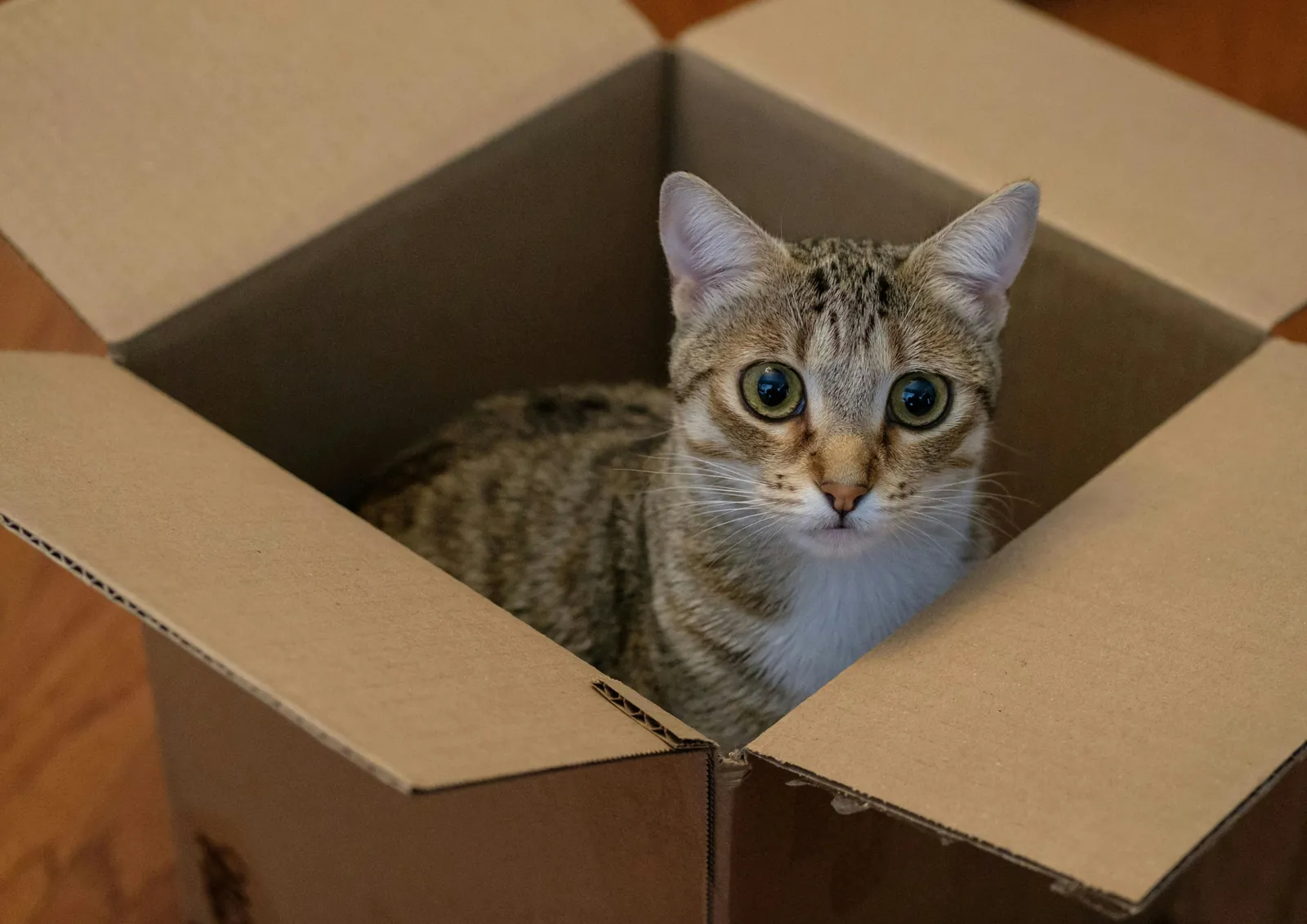 Getigerte Katze schaut aus einem offenen Umzugskarton
